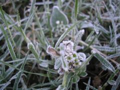 27.06.2011 009
Frost