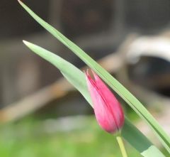 Tulpe(1)